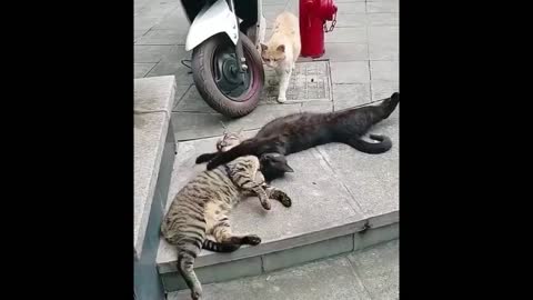 Funny dogs and cats video compilation