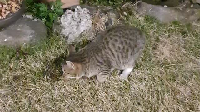 Korean Jeju Island Cats