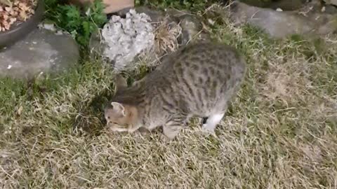 Korean Jeju Island Cats