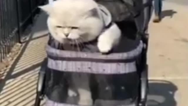 Funny cats 👌👌😂🤣