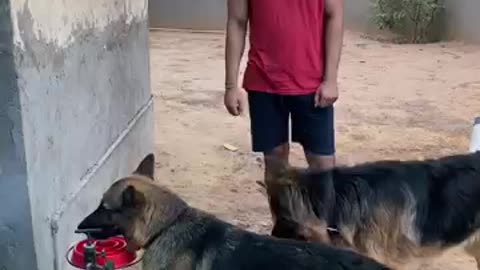 German shepherd performing shake hand command #shorts