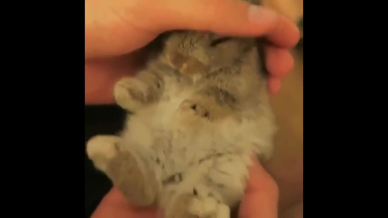 Cutest bunnies ever seen video