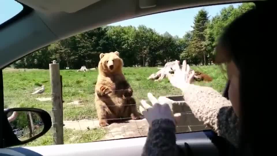 cute bear