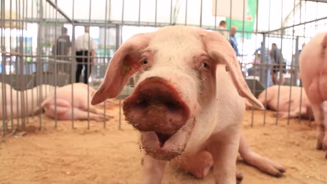 pigs on livestock farm pig farming