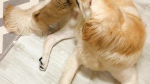 A large dog playing with a puppy (Golden Retriever)