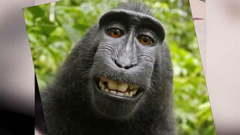 Life could be a dream