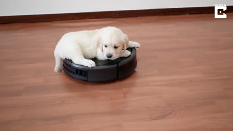 Dog Rides On Robot Vacuum