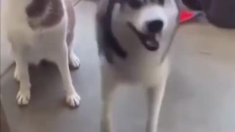 Funny cute dogs