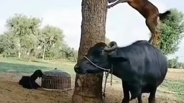 This is a funny video of cow and goat