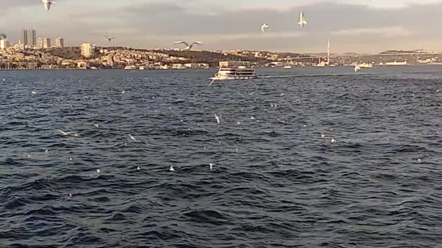 Birds Flying in the Ocean