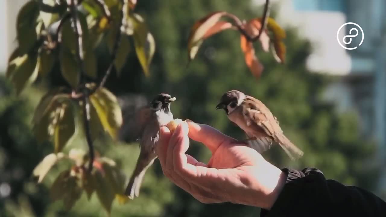 This pet bird is not afraid