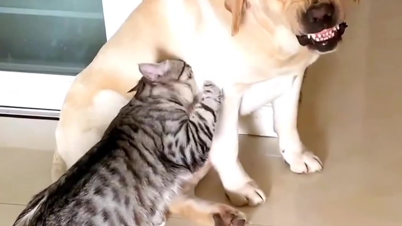 Amazing story! The cat is drinking the dog's milk.