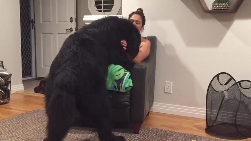 Massive Newfoundland Thinks He's A Tiny Lap Dog