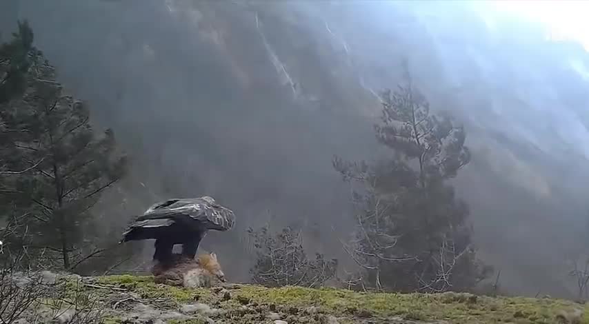 Total Madness: A Golden Eagle Takes A Hold Of A Fox Into the Sky