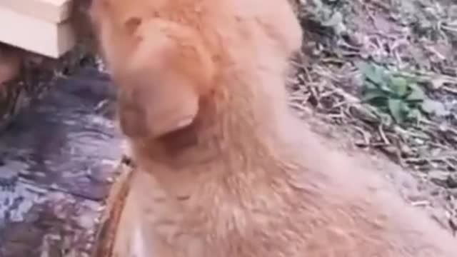 Lol,the dog is tough. Please see to the end🤣