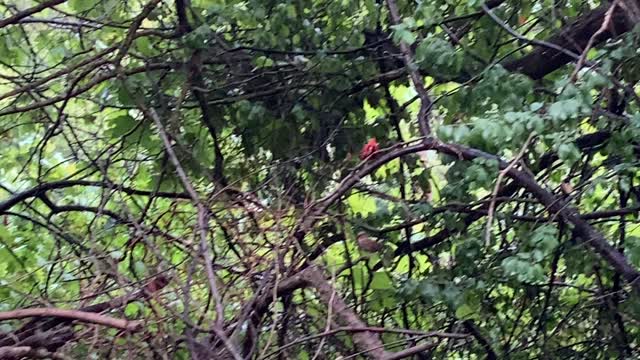 Papa Cardinal work never ends