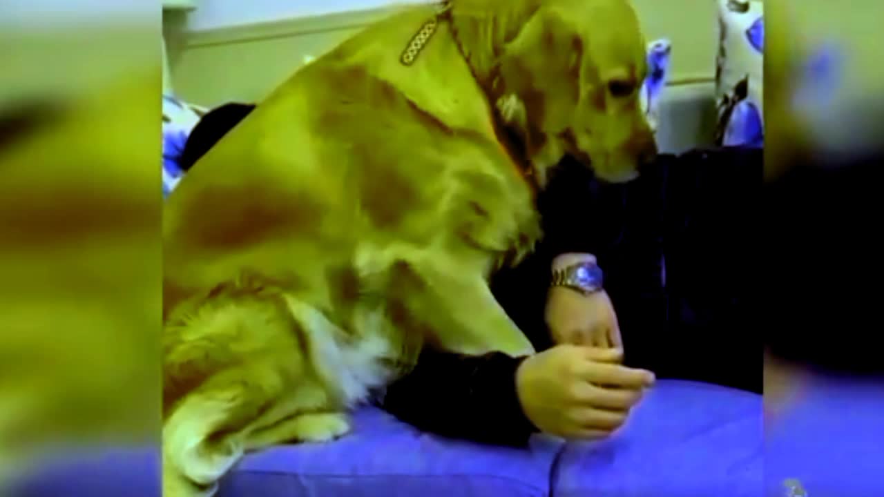 Very good intelligent 🧠 dog's funny video moments