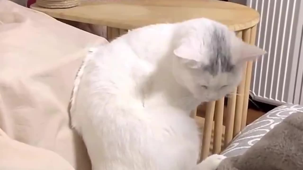 Sleeping Cats