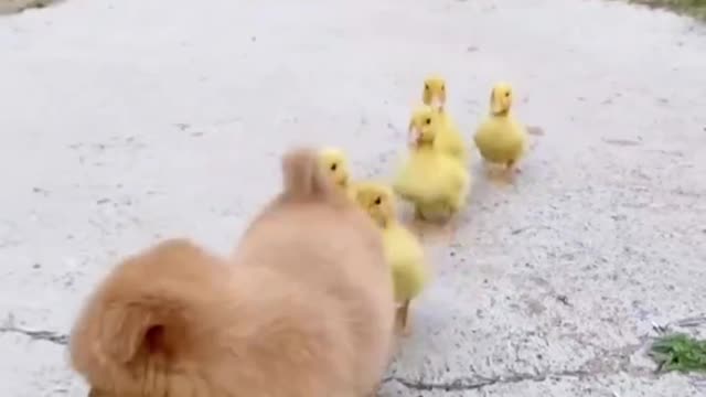 Dog: keep up with the duck take you out to play