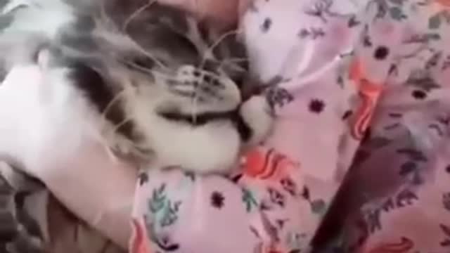 Cute trending cat 😺 vedio