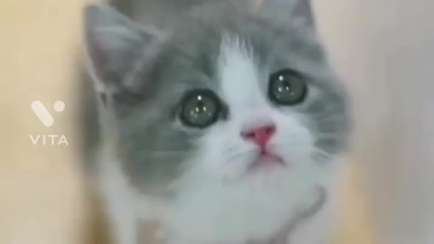 Baby cat funny video