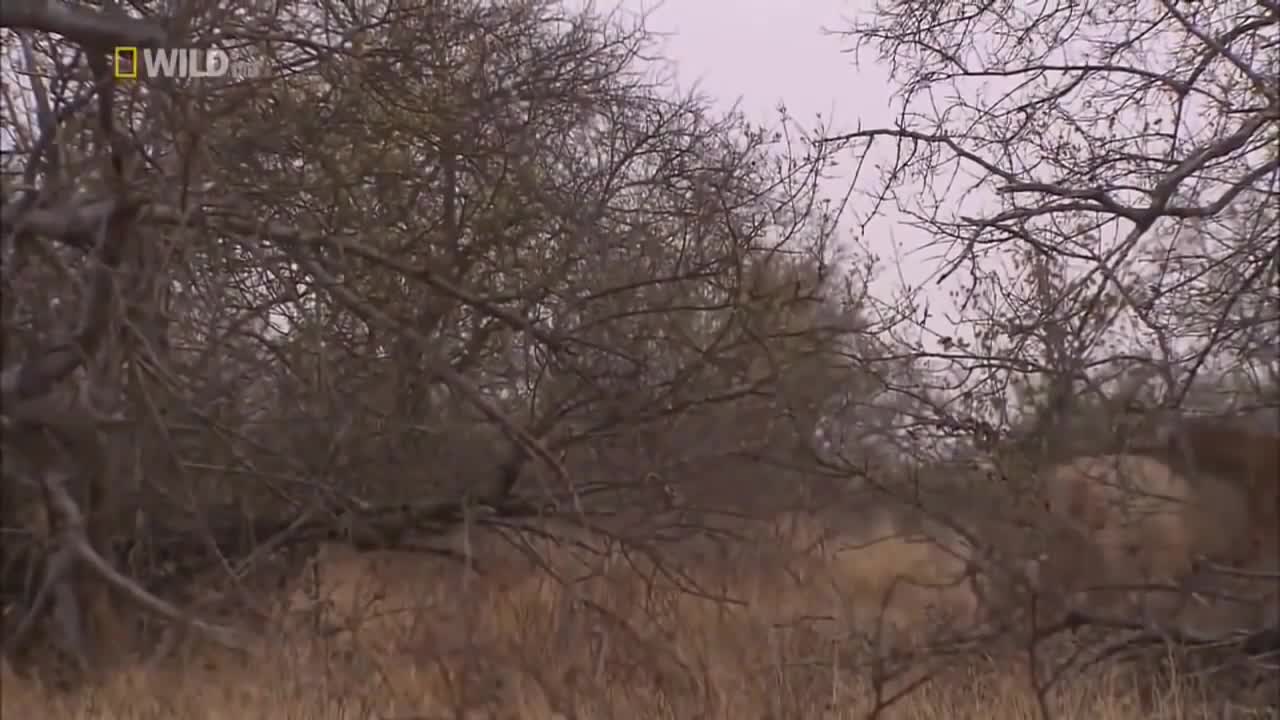 10. South African Safari Adventures with Lions Wildlife Documentary 2022 Nat Geo