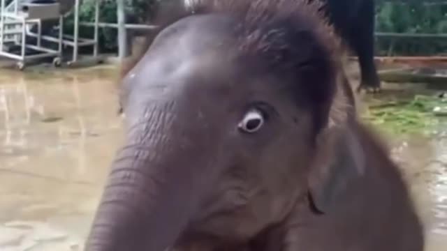 Baby elephant doesn't know how to eat apples yet