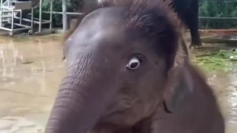 Baby elephant doesn't know how to eat apples yet