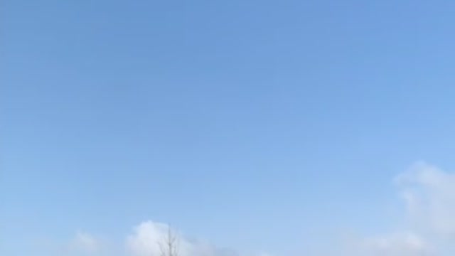 The sky is blue and the tree is green.