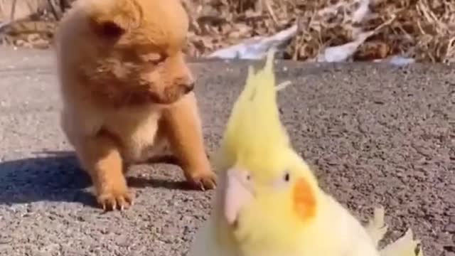 Funny Dog Videos 2022😂🐕 ! Try Not To Laugh