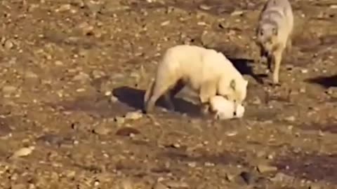 rabbit tries to escape attack, but fails