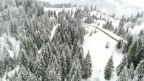 Road in a snowy forest with pine trees