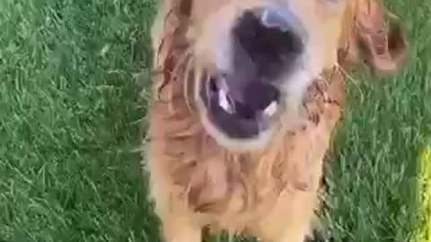 Cute Dog Adorable Obsessed With Attacking The Water Hose