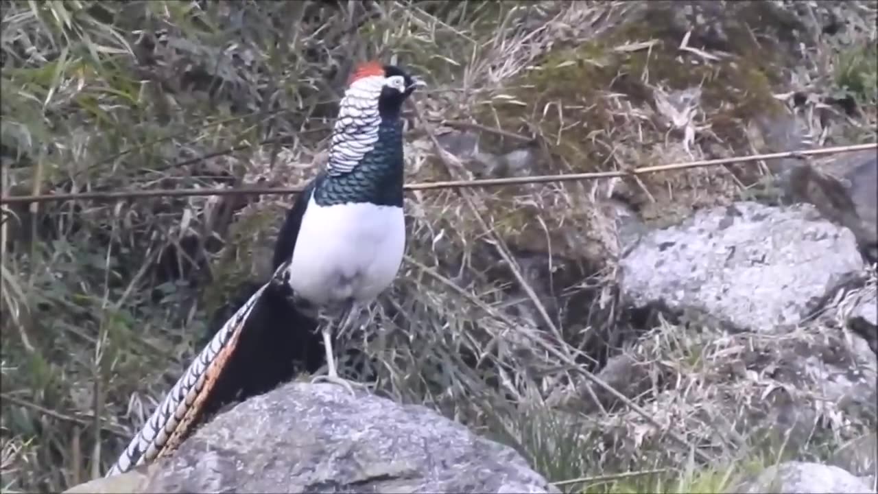 Golden pheasant and wading birds