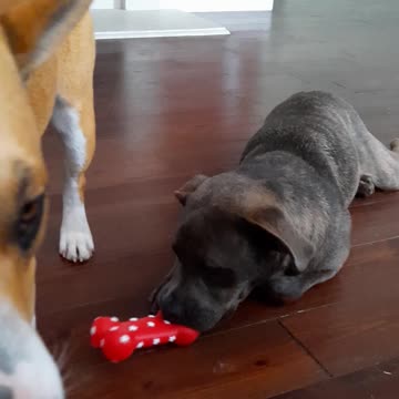 Claire Bear and Tucker Carlson Just Had a Bath