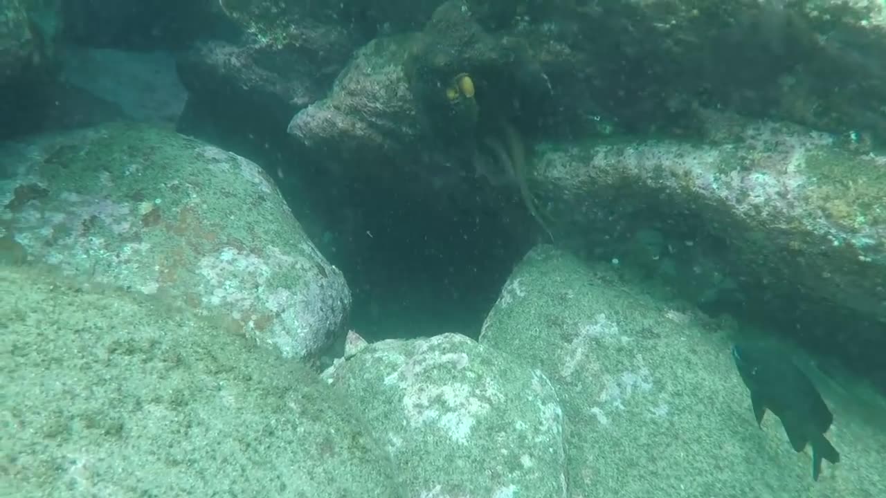 Moray Eel VS Octopus