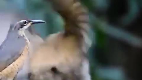 Birds dancing for breeding