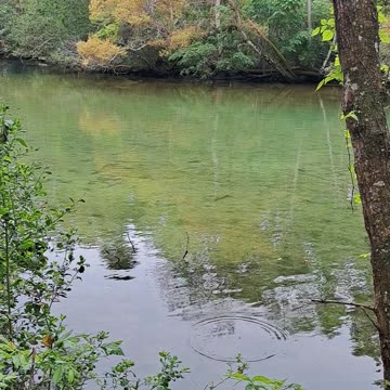 Homosassa Springs Wildlife State Park, Florida March 6th, 2024