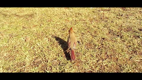 Neighborhood Cardinal Variations