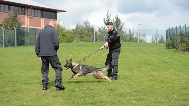 Police dog training