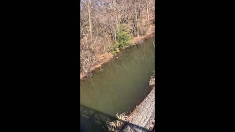 Blue Heron on the Canal