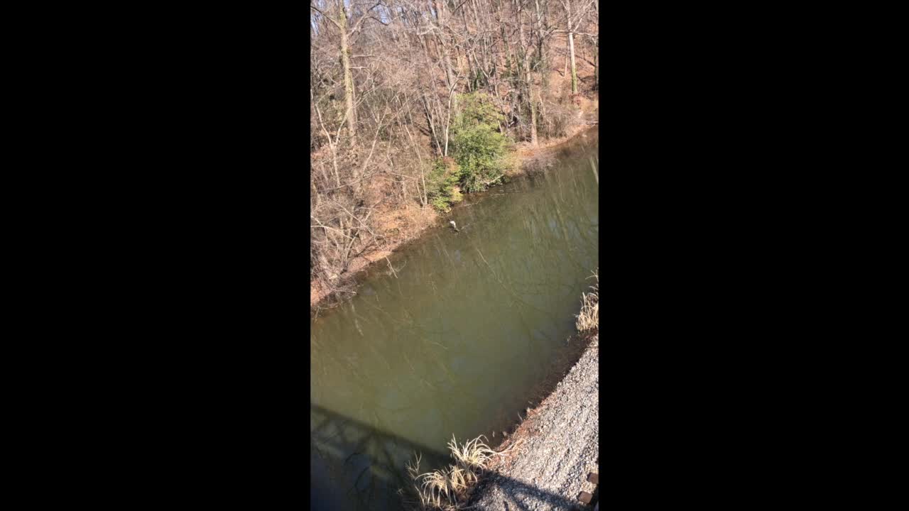 Blue Heron on the Canal