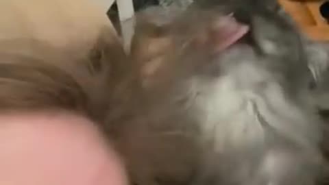 ❤🐶 😂 🐷❤ Cute Animals ❤🐶 😂 🐷❤