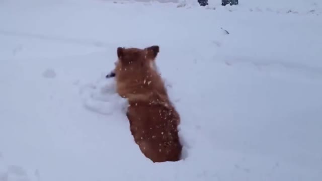 Corgi and snowdrift, corgi playing in a snowdrift, funny corgi