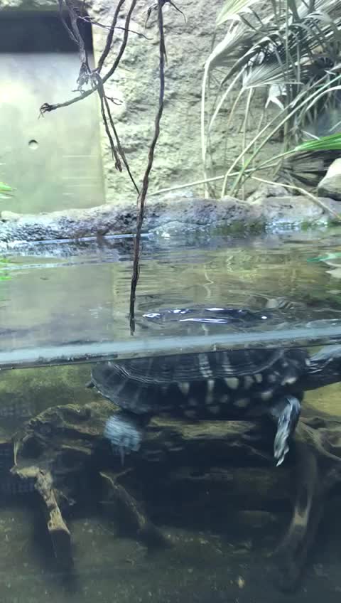 Most beautiful tortoises