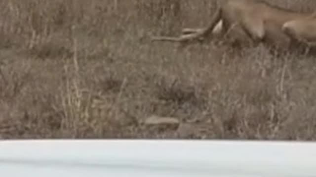 Lioness sneaks up on prey, not paying attention to us