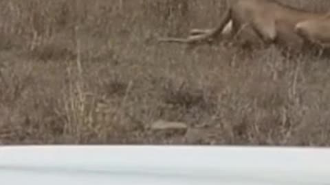Lioness sneaks up on prey, not paying attention to us