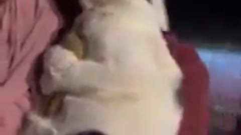 cat love doll