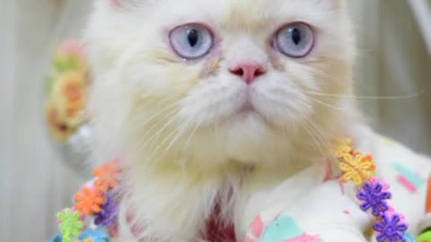 cat video-cute cat video #beautiful #animal #sweet