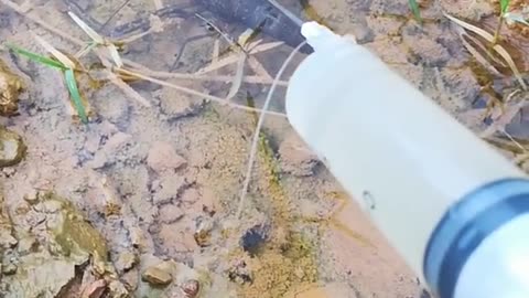 Fishing trap with fish kambo